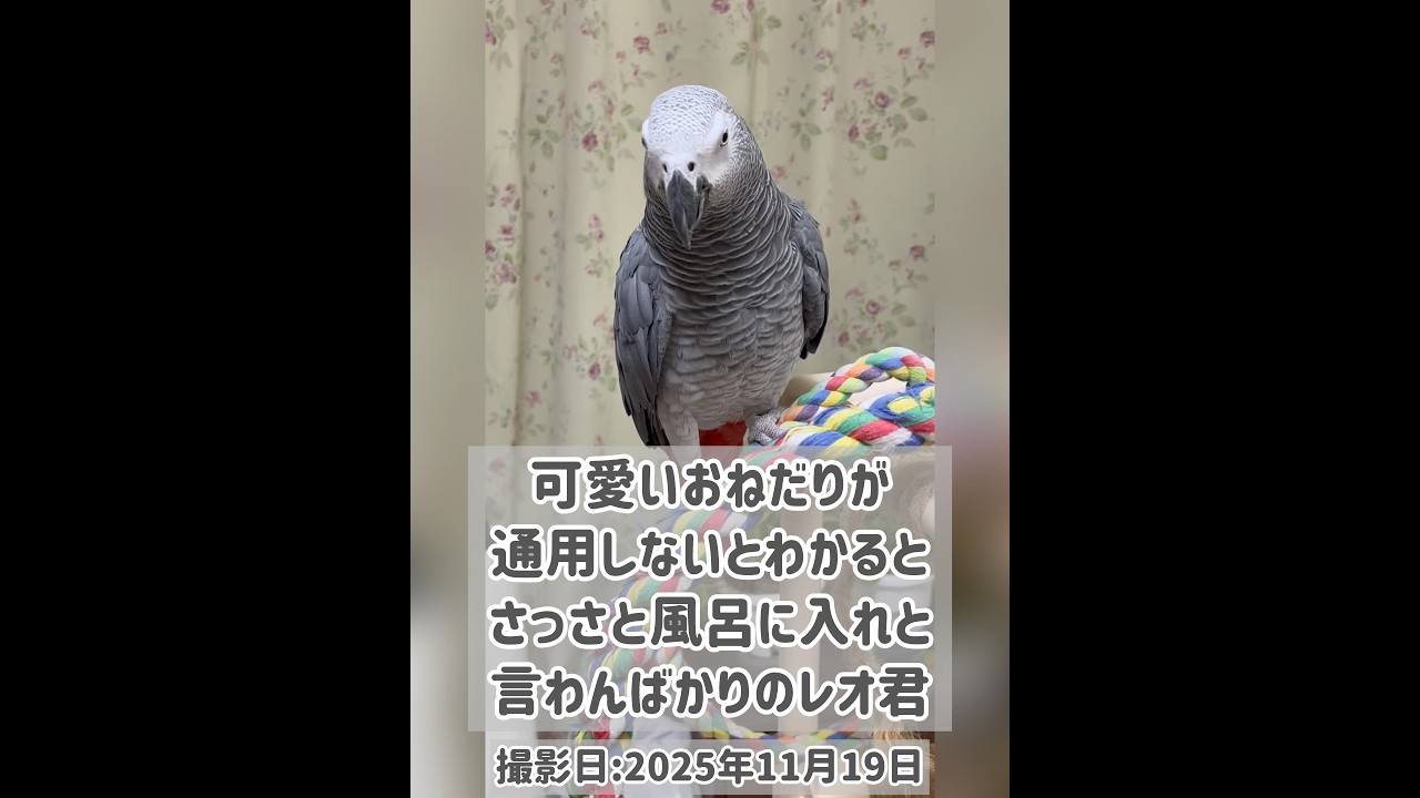 【ヨウムのレオ君】可愛いおねだりが通用しないとわかるとさっさと風呂に入れと言わんばかりのレオ君 #ヨウム #インコ #parrot