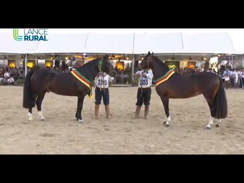 Morfologia da Expointer 2019  (Campeonatos e Grandes Campeonatos)