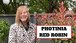 Photinia Red Robin || Christmas Berry || RHS Award of Garden Merit