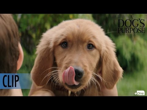A Dog's Purpose (Clip 'Bailey Learns His Place in the Pack')