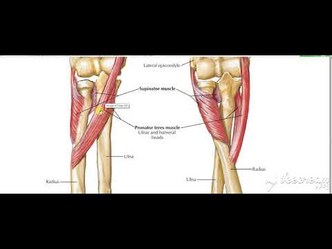 Pronator quadratus 2