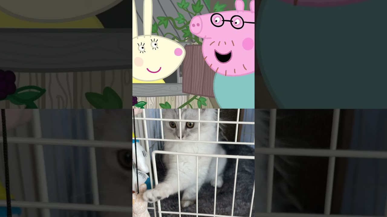 【Where's the cafe?】#shorts