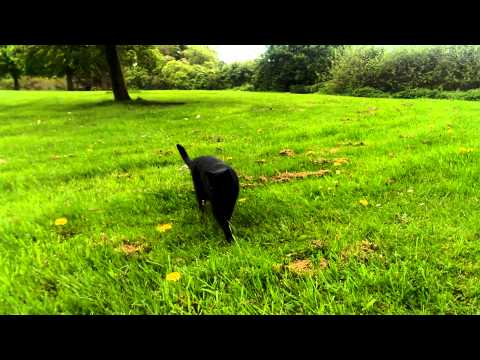 Walking my black cat