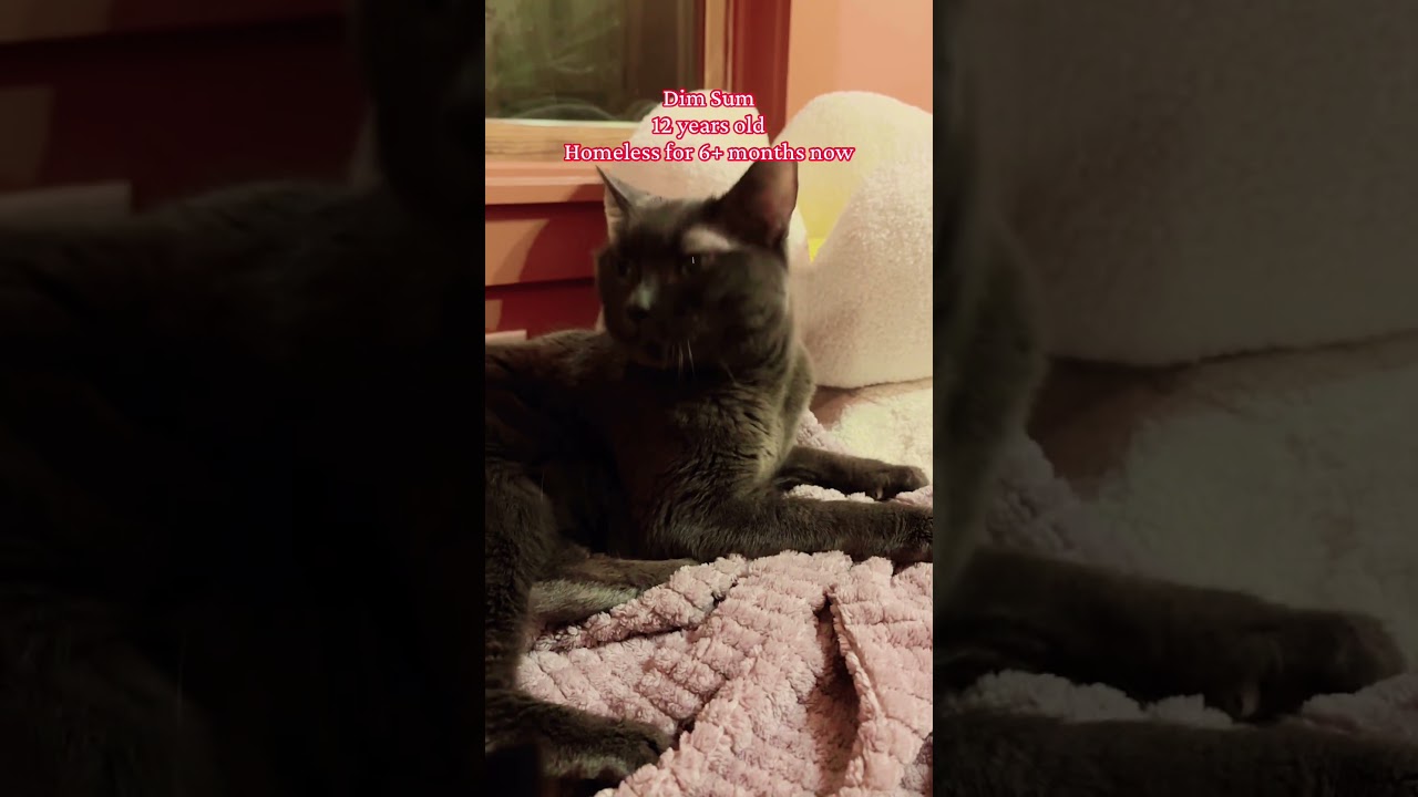 Enlarge Dim Sum, a Adoptable mixed breed in Groveland, MA video 6/6
