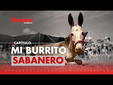 Curioso concurso de rebuznos: así es el Festival del Burro en San Antero, Córdoba - Los Informantes