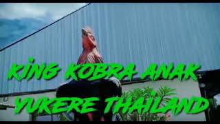 Download lagu ciri ciri ayam magon asli king kobra anak dari yaukere mister Kosem punya Thailand ππ mp3 Download lagu ciri ciri ayam magon asli king kobra anak dari yaukere mister Kosem punya Thailand ππ mp3