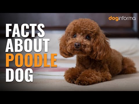 10 Poodle Facts - Facts About Poodle Dog