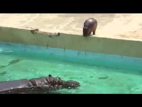 Baby Hippo First Dive