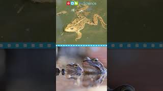 Frog Life Cycle #shorts