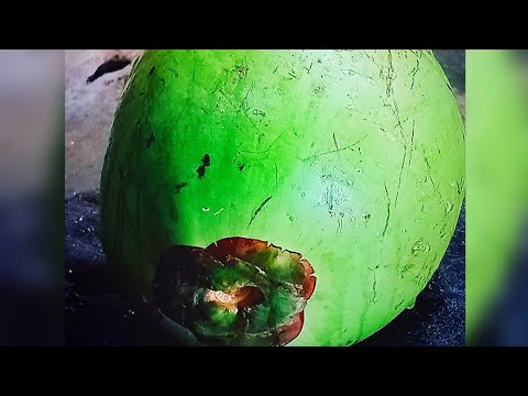 Fantastic Coconut Cutting😌#viral #satisfying#shortsfeed
