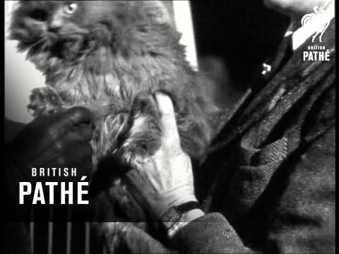 Pet Shop (1946)