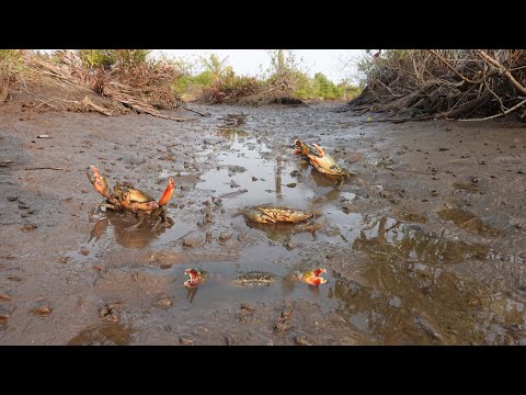 Low Tide Mud Crab Madness – Giant Crabs in the Swamp!