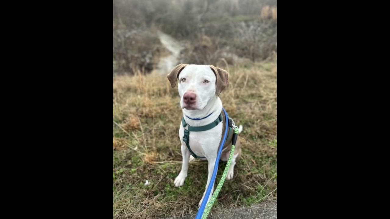 Leesa , a Adoptable mixed breed in Woburn, MA video 6/6