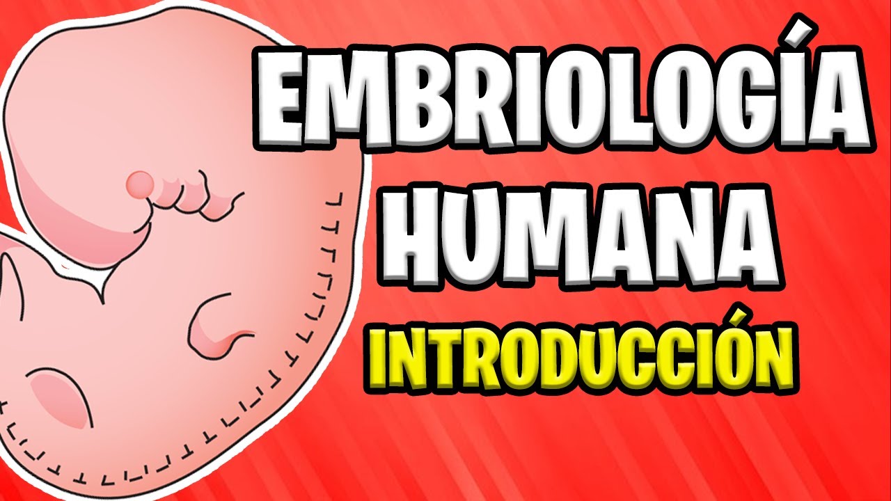 ✅ INTRODUCTION TO THE EMBRYOLOGY HUMAN |  Concepts Basics 📚