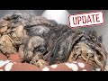 Update on Angel the extremely matted and neglected dog
