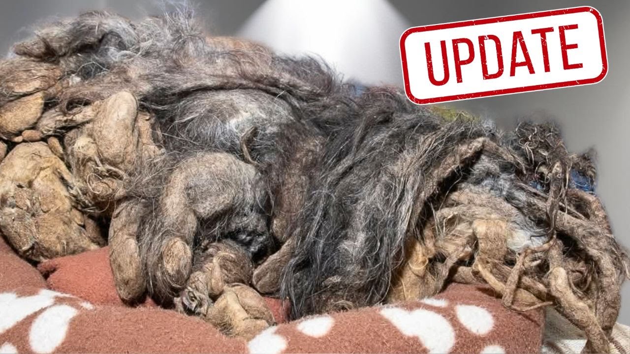 Update on Angel the extremely matted and neglected dog