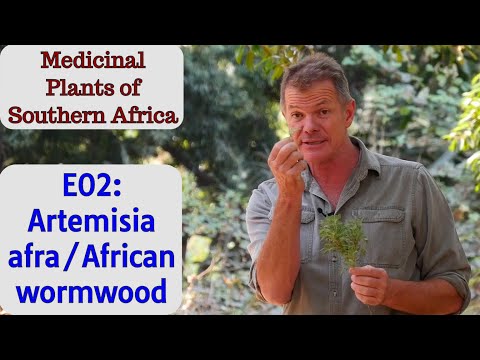 Medicinal Plants of Southern Africa E02: Artemisia afra/African wormwood