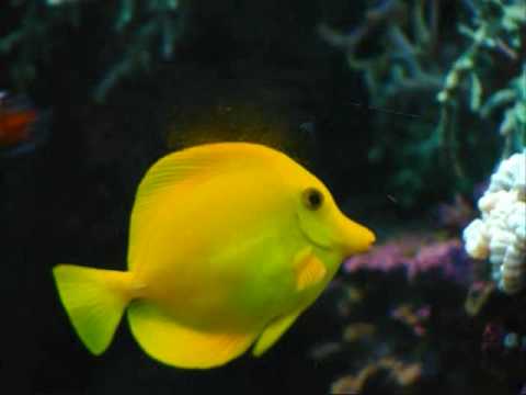 The Hitchhiker's Guide to the Galaxy: The Babel Fish