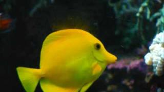 The Hitchhiker's Guide to the Galaxy: The Babel Fish