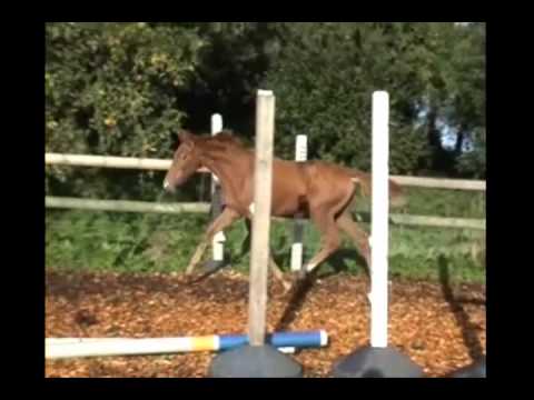 Stutfohlen von Stanley (Stakkato)