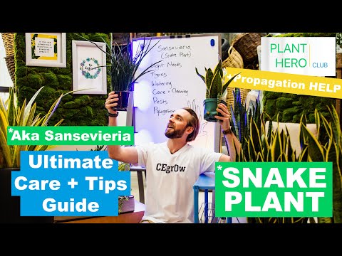 Snake Plants - PLANT HERO ULTIMATE Care + Tips Guide To Growing A Thriving Sansevieria!