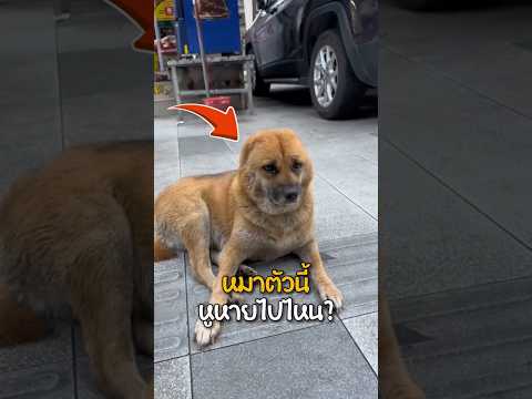 เมื่อชาวเน็ตโดนหมาหลอก