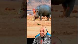 Animais que fazem o Tigre de boneca