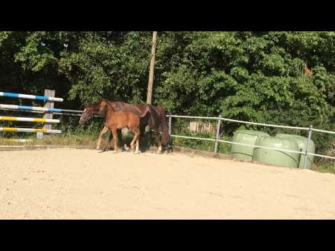 Fashionette NOW For Romance x Fürst Piccolo x Weltmeyer, geb. 19.03.2015