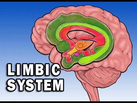 LIMBIC SYSTEM