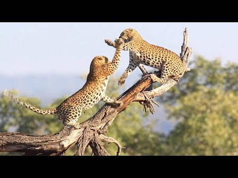 Pair Of Leopards Filmed In Dramatic Fight