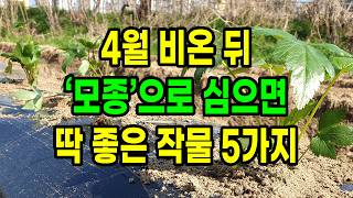 4월 비온뒤 모종으로 심으면 딱 좋은 작물 5가지