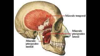 dolor en mandibula en la articulacion temporomandibular