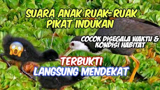 Download lagu Paling dicari!! Suara Anak Ruak-ruak Pemanggil Indukan cocok disegala kondisi  habitat | Update 2022 mp3