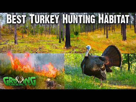 Scouting for Turkey Hunting: Identifying the Ideal Habitat 753