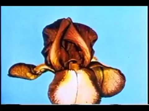 J. P. Decerf & M. Baroty - Brain Project (1977) video