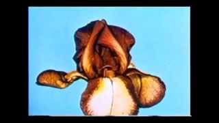 J. P. Decerf & M. Baroty - Brain Project (1977) video