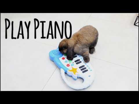 13 Amazing bunny Tricks