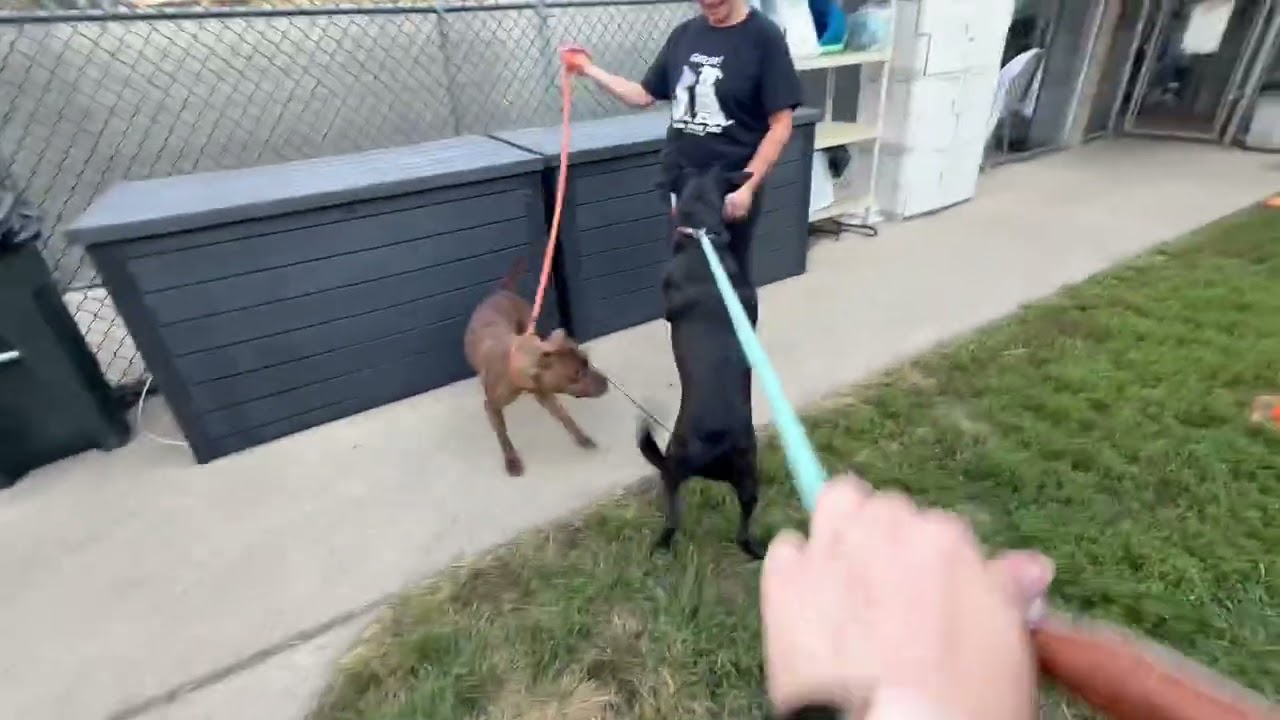 Donatello's Leash Test 2