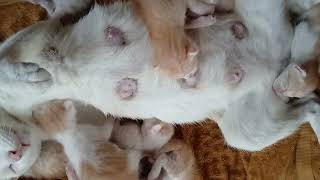OMG! Kittens like milk so much then start to argue | BOBO Official
