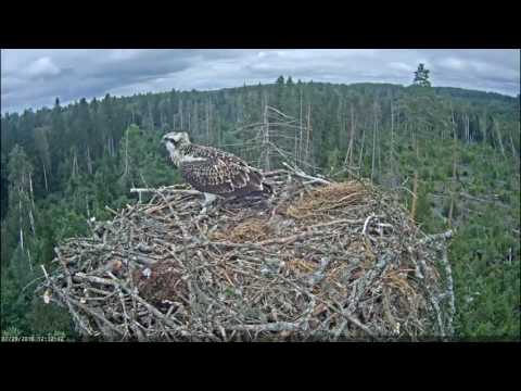 First flights from the nest. Estonian Osprey nest