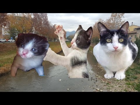 Come da un gatto può passare vermi alla persona Parassita dimpianto di ortica