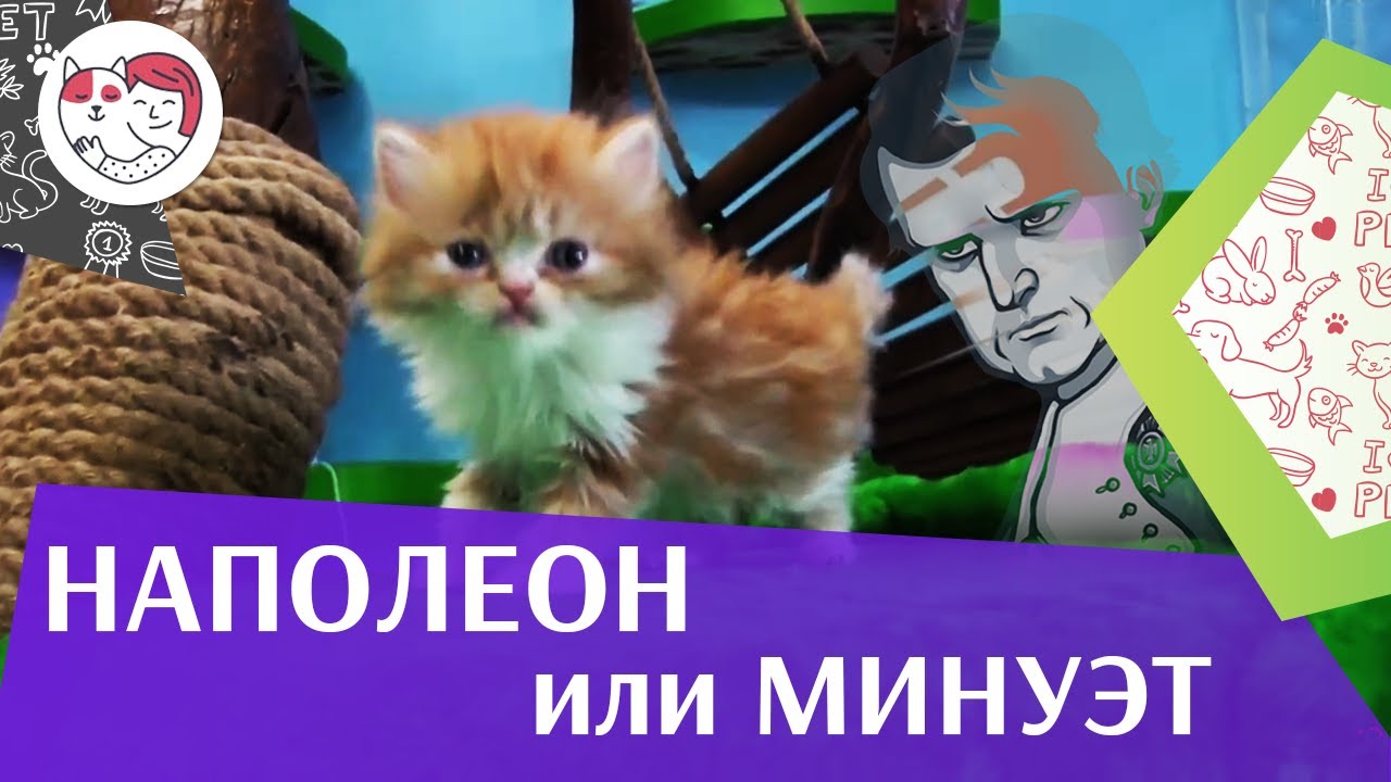 5 особенностей ухода за золотистым ретривером