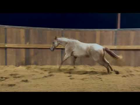 MAGITELES CAT | LOT#215