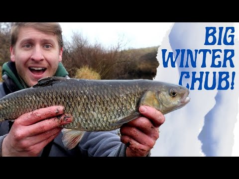Feeder Fishing for Big Winter Chub on a Small River