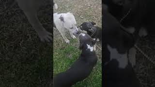 Video preview image #1 Rat Terrier-Shiba Inu Mix Puppy For Sale in Wakefield, RI, USA