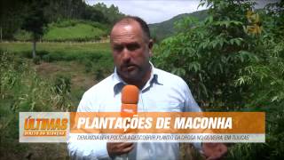 preview picture of video 'Grande plantação de maconha é encontrada em Tijucas'