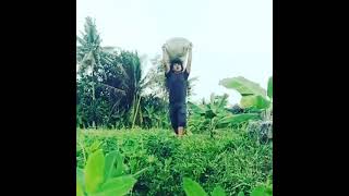 Download lagu story WA Ninggal Tatu - Dory Harsa (balada tukang ngarit) mp3