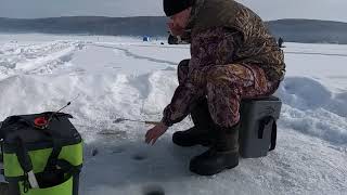 Ловля окуня в начале марта со льда