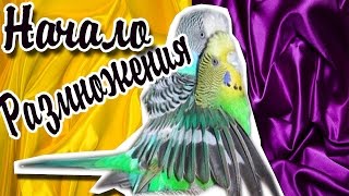 РАМНОЖЕНИЕ ВОЛНИСТЫХ ПОПУГАЕВ! ПОДБОР ПАРЫ НАЧАЛО
