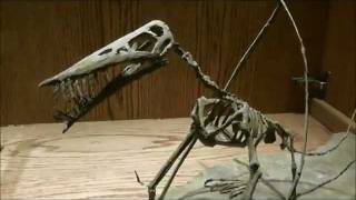 preview picture of video 'Rhamphorhynchus Muensteri, Wyoming Dinosaur Museum, Thermopolis, Wyoming'